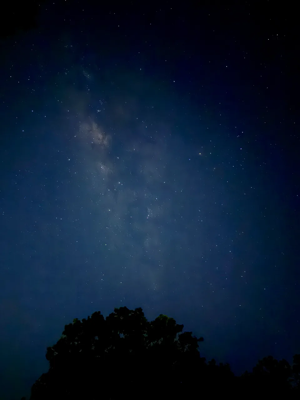 The Milky Way rising above a tree silhouette