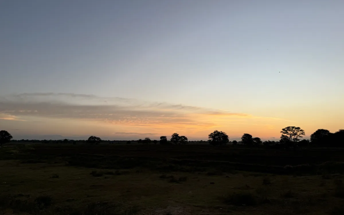 Dusk over the paddy and scrubland, a low tree-line and the last orange light on the horizon